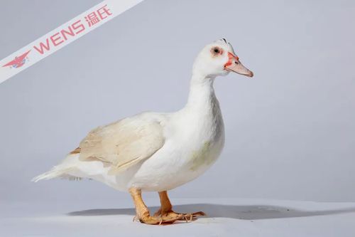 打好種業(yè)翻身仗 溫氏白羽番鴨1號(hào)入選國家畜禽配套系名單