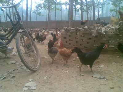 雞苗圖片|雞苗樣板圖|周口商水柴雞苗通許恒大禽業-恒大家禽孵化廠