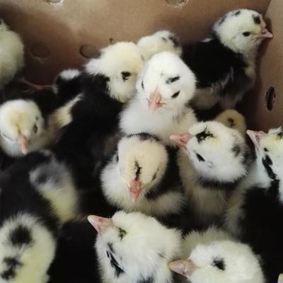 小種鳳頭花雞孵化場直售適合放養觀賞