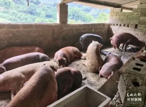 昆明已下雪 今天氣溫低至 云南再發緊急通知