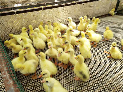 養育鵝苗,要學會引導它們飲水吃食,還要注意各種環境因素