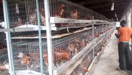 尼日利亞農業市場中家禽孵化行業的發展現狀與前景