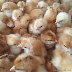 廣州鴨苗與雞苗品種及家禽孵化解析