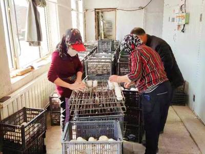 依安縣:白鵝唱響致富歌 家禽孵化引領鄉村振興