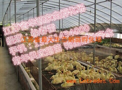 2015年6月阜陽白羅曼鵝苗市場概況及華源鵝苗養殖基地介紹