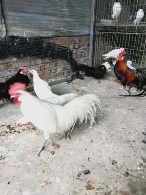 觀賞雞孵化指南 家禽繁殖的樂趣與挑戰