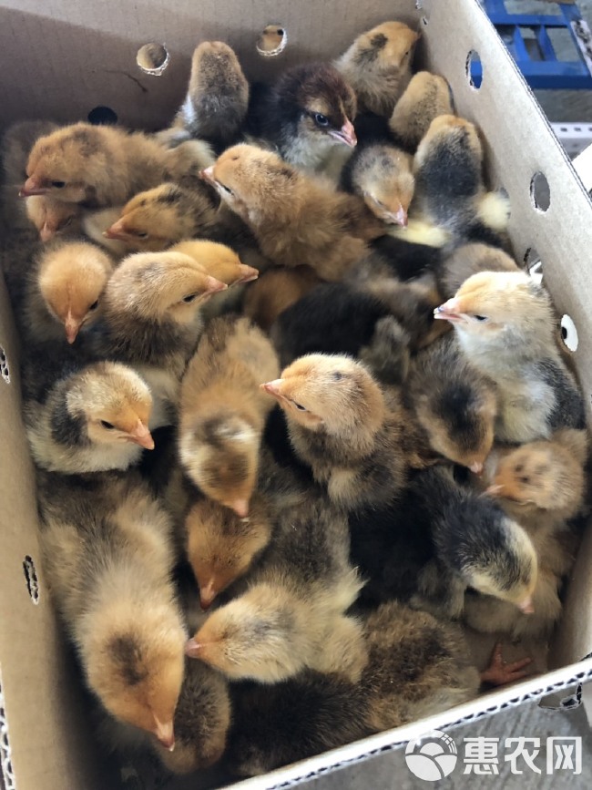 蘆花蛋雞苗與家禽孵化產(chǎn)業(yè)概述 大型雞苗孵化場(chǎng)的專業(yè)服務(wù)