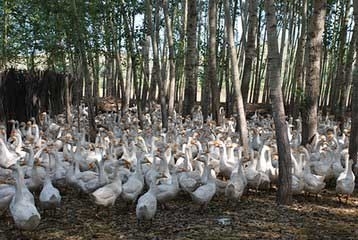 長(zhǎng)明家禽孵化 技術(shù)與實(shí)踐的完美結(jié)合