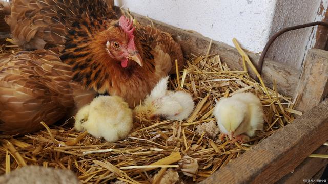 當(dāng)生命之謎遇上公雞 母雞下蛋是否必須靠它？家禽孵化的科學(xué)解析