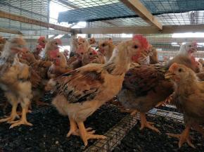 家禽養(yǎng)殖孵化雞苗鴨苗 技術(shù)與實(shí)踐指南