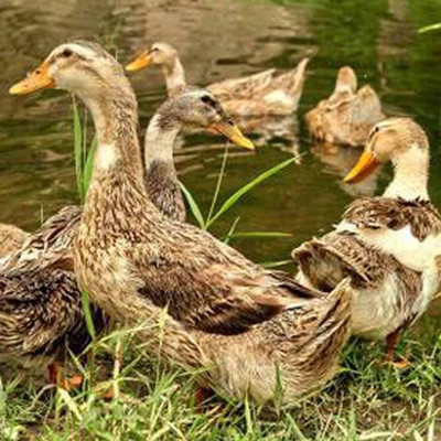 藁城區(qū)正方孵化廠 專業(yè)家禽孵化的卓越典范