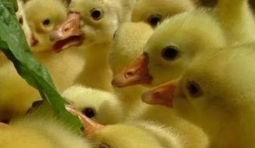 雛鵝相互啄毛原因及預(yù)防措施