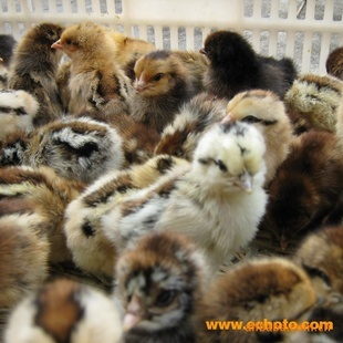 優(yōu)質(zhì)土雞苗與五黑雞綠殼雞苗廠家直銷，東鄉(xiāng)海旺家禽孵化廠竭誠服務(wù)