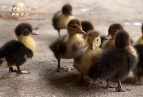 茂名男子巧養(yǎng)番鴨，年銷3800萬成就財(cái)富傳奇