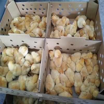 西雙版納龍發(fā)家禽孵化養(yǎng)殖場 良鳳花雞苗批發(fā)與飼養(yǎng)技術(shù)指導(dǎo)