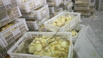 豬場發(fā)生非洲豬瘟，改養(yǎng)家禽絕不能盲目跟風(fēng)——家禽孵化與養(yǎng)殖轉(zhuǎn)型的理性思考