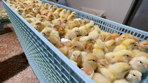 從大桃到蛋雞 平谷打造北京“農(nóng)業(yè)中關(guān)村”，孵化中國種業(yè)高科技家禽產(chǎn)業(yè)