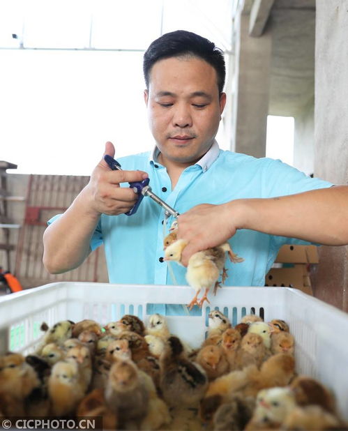 湖南衡陽 返鄉(xiāng)創(chuàng)業(yè)孵化致富苗，家禽養(yǎng)殖展新篇