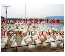 家禽孵化 從選蛋到破殼的科技與匠心